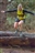 race thumbnail