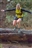 race thumbnail